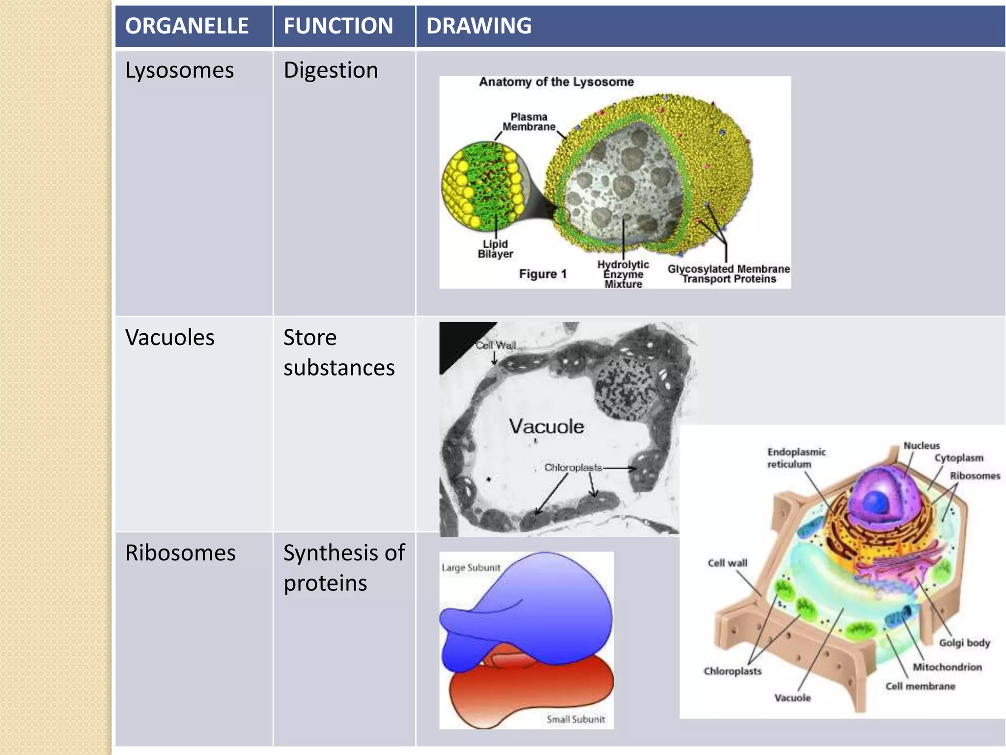ORGANELLE FUNCTION DRAWING
Lysosomes Digestion
Vacuoles Store
substances
Ribosomes Synthesis of
proteins
 