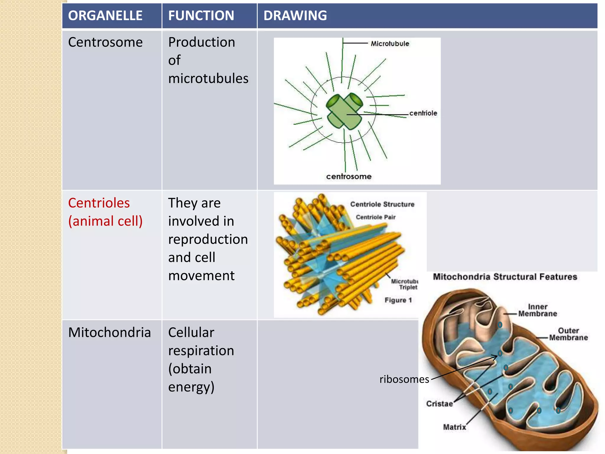 ORGANELLE FUNCTION DRAWING
Centrosome Production
of
microtubules
Centrioles
(animal cell)
They are
involved in
reproduction
and cell
movement
Mitochondria Cellular
respiration
(obtain
energy)
ribosomes
 