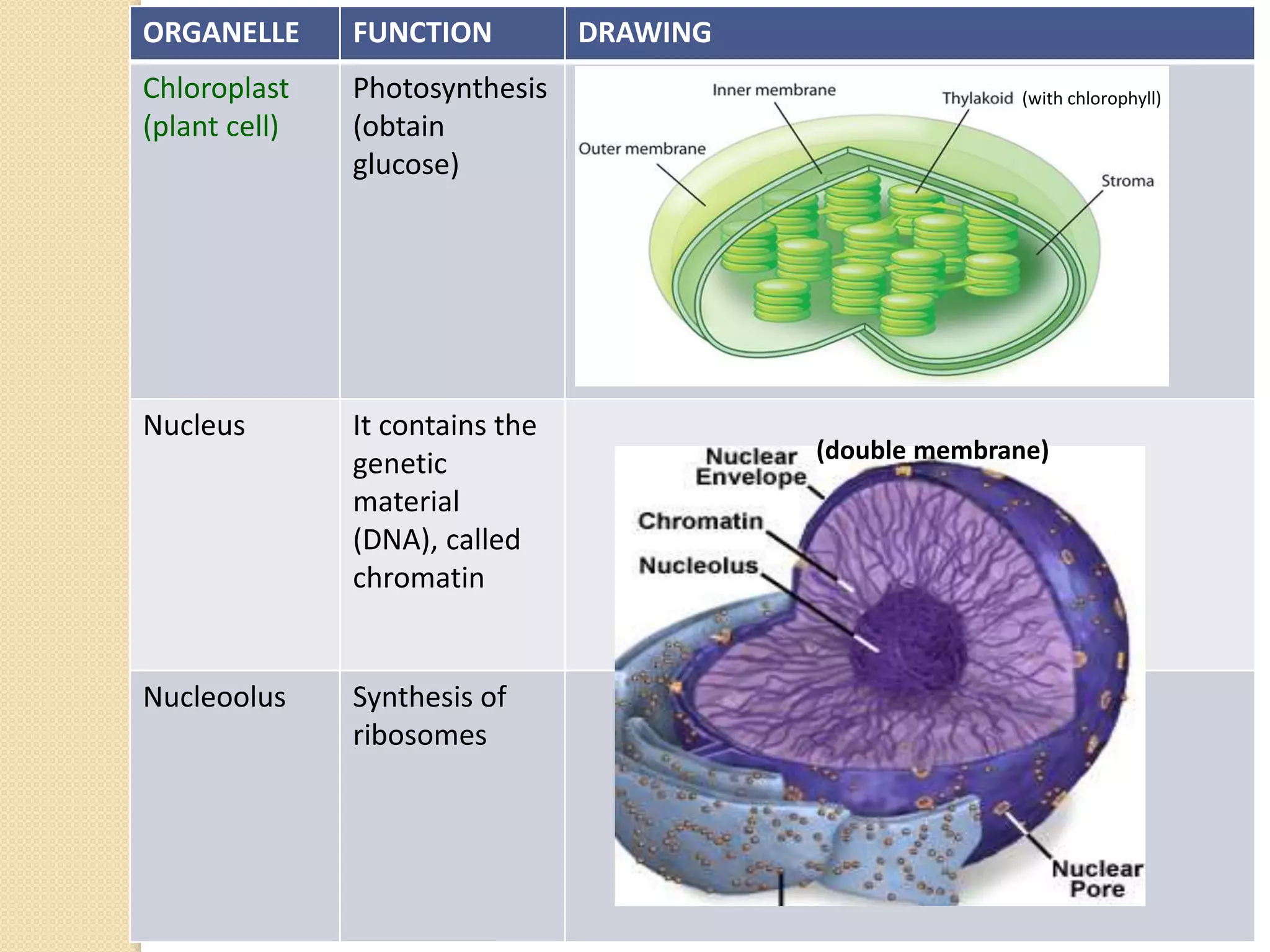 ORGANELLE FUNCTION DRAWING
Chloroplast
(plant cell)
Photosynthesis
(obtain
glucose)
Nucleus It contains the
genetic
material
(DNA), called
chromatin
Nucleoolus Synthesis of
ribosomes
(with chlorophyll)
(double membrane)
 