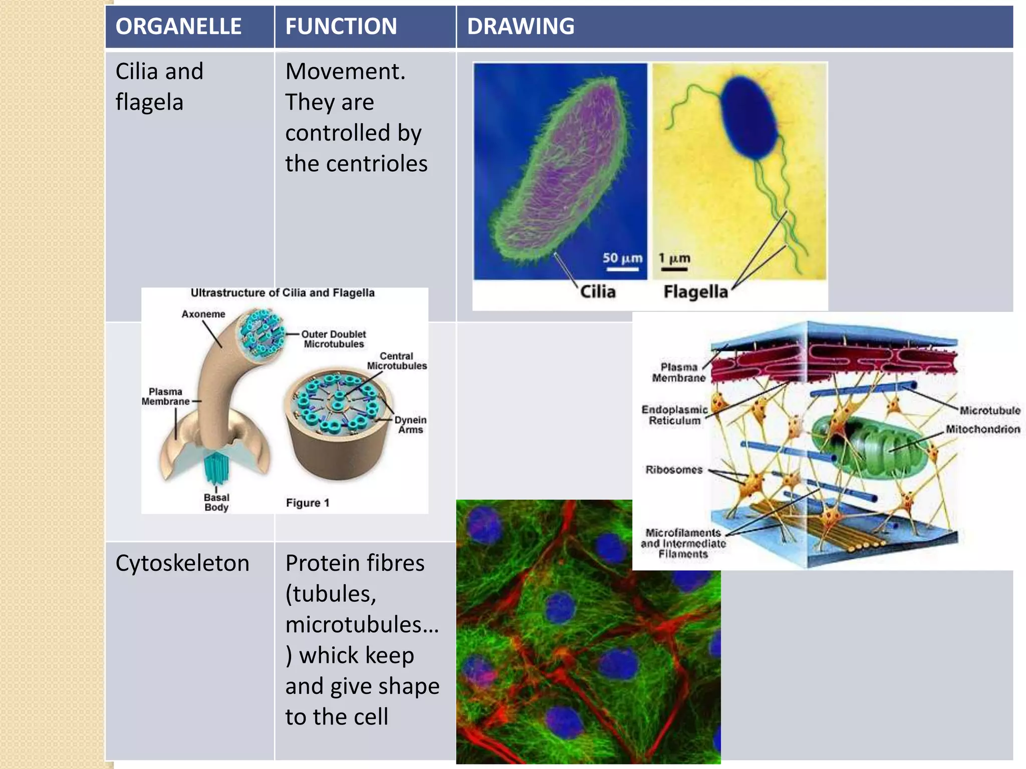 ORGANELLE FUNCTION DRAWING
Cilia and
flagela
Movement.
They are
controlled by
the centrioles
Cytoskeleton Protein fibres
(tubules,
microtubules…
) whick keep
and give shape
to the cell
 