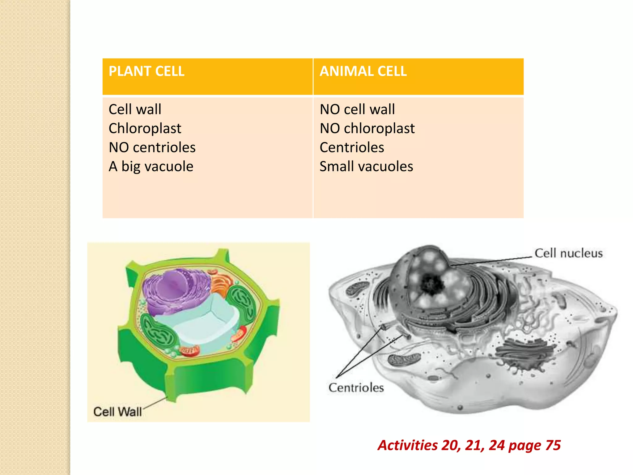 PLANT CELL ANIMAL CELL
Cell wall
Chloroplast
NO centrioles
A big vacuole
NO cell wall
NO chloroplast
Centrioles
Small vacuoles
Activities 20, 21, 24 page 75
 