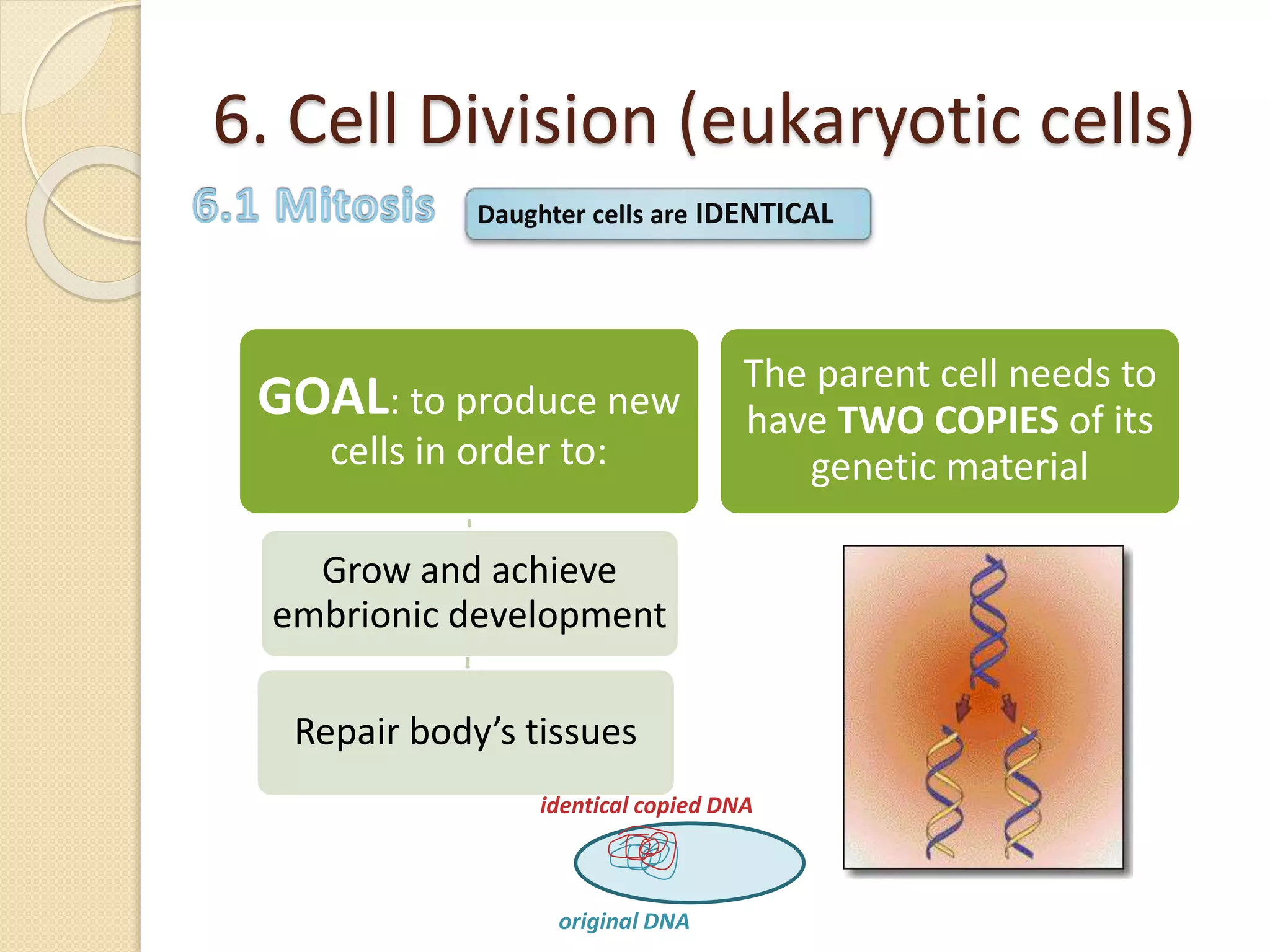 6. Cell Division (eukaryotic cells)
GOAL: to produce new
cells in order to:
Grow and achieve
embrionic development
Repair body’s tissues
The parent cell needs to
have TWO COPIES of its
genetic material
original DNA
identical copied DNA
Daughter cells are IDENTICAL
 