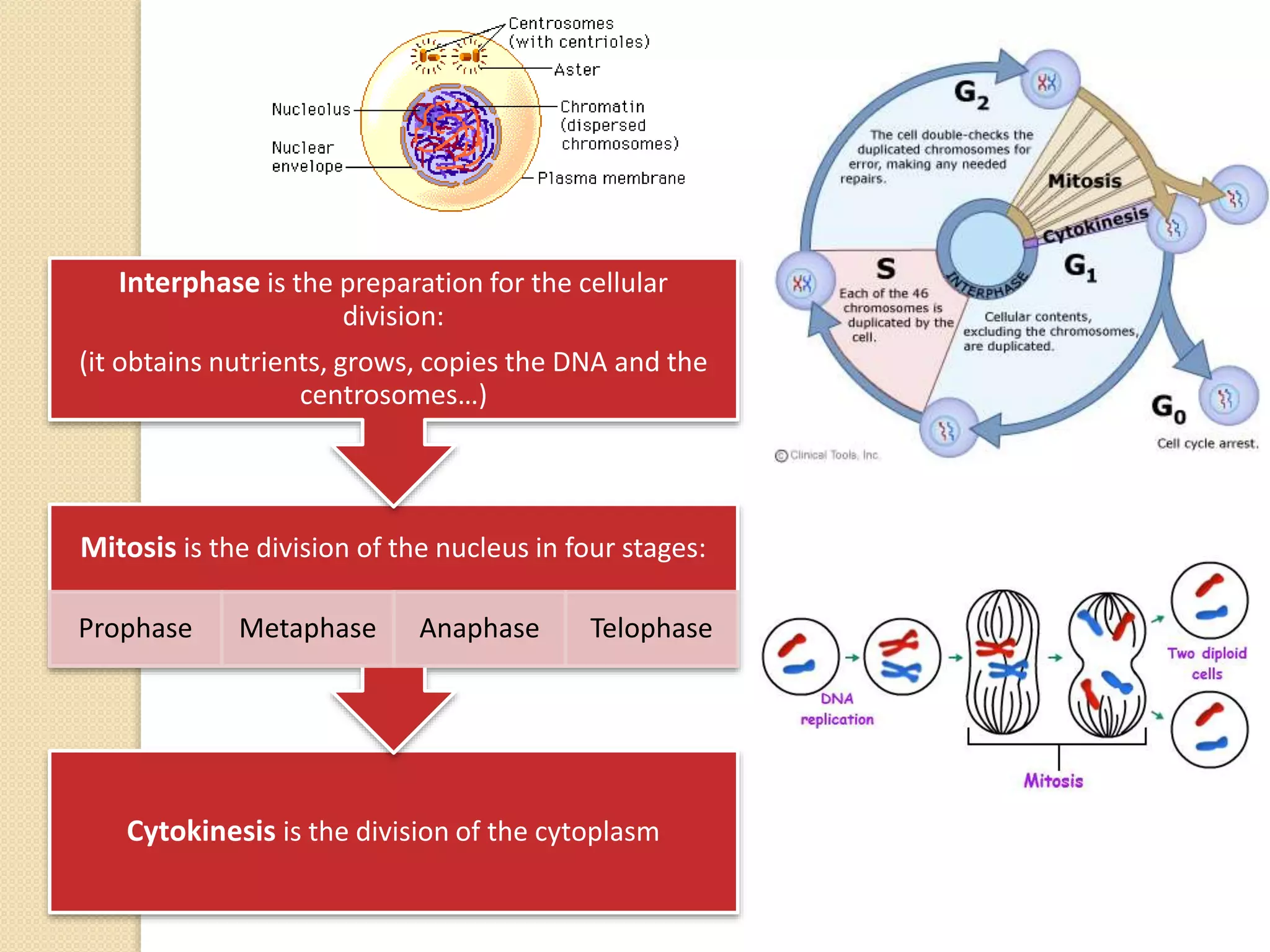 Cytokinesis is the division of the cytoplasm
Mitosis is the division of the nucleus in four stages:
Prophase Metaphase Anaphase Telophase
Interphase is the preparation for the cellular
division:
(it obtains nutrients, grows, copies the DNA and the
centrosomes…)
 