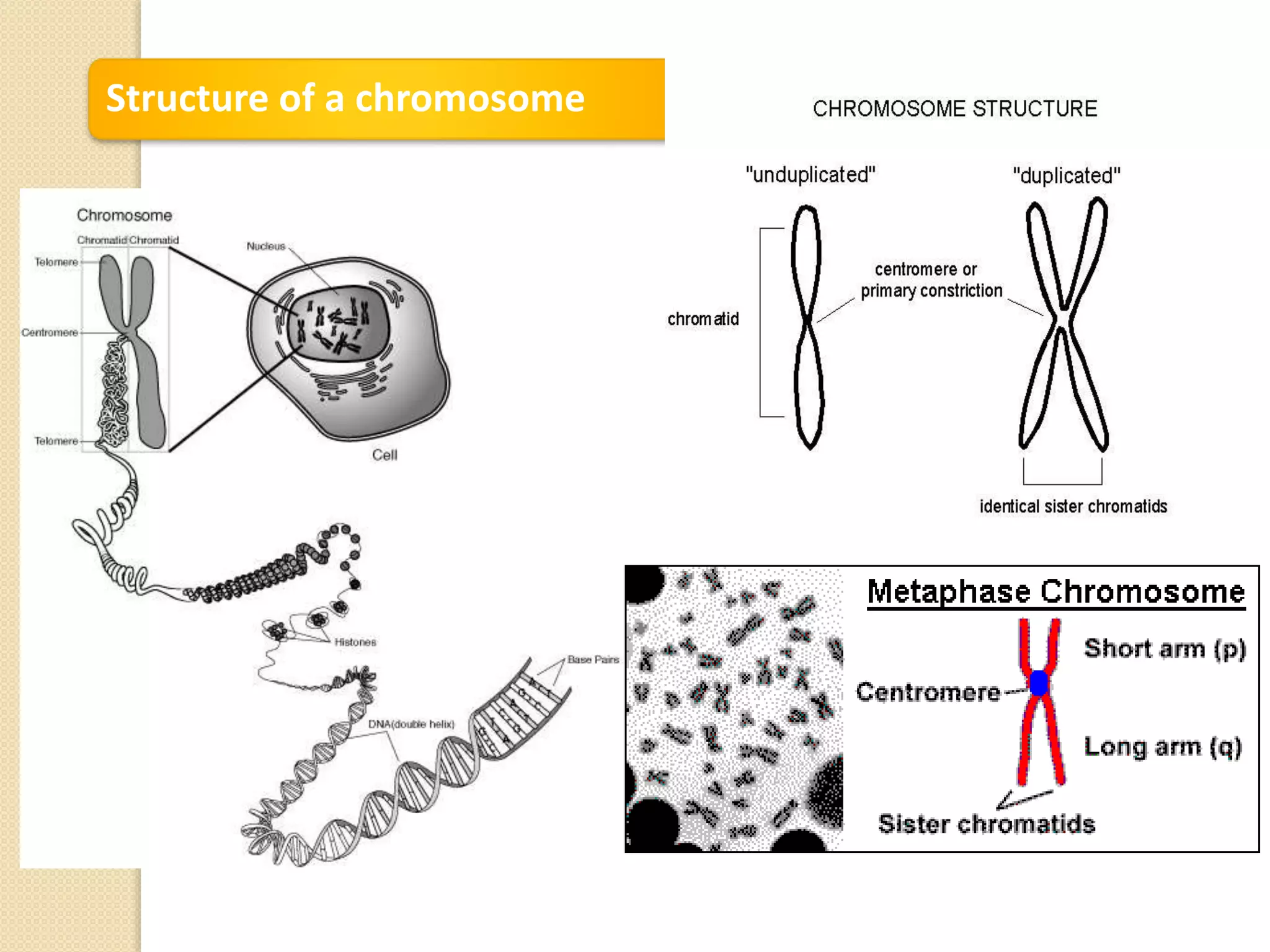 Structure of a chromosome
 