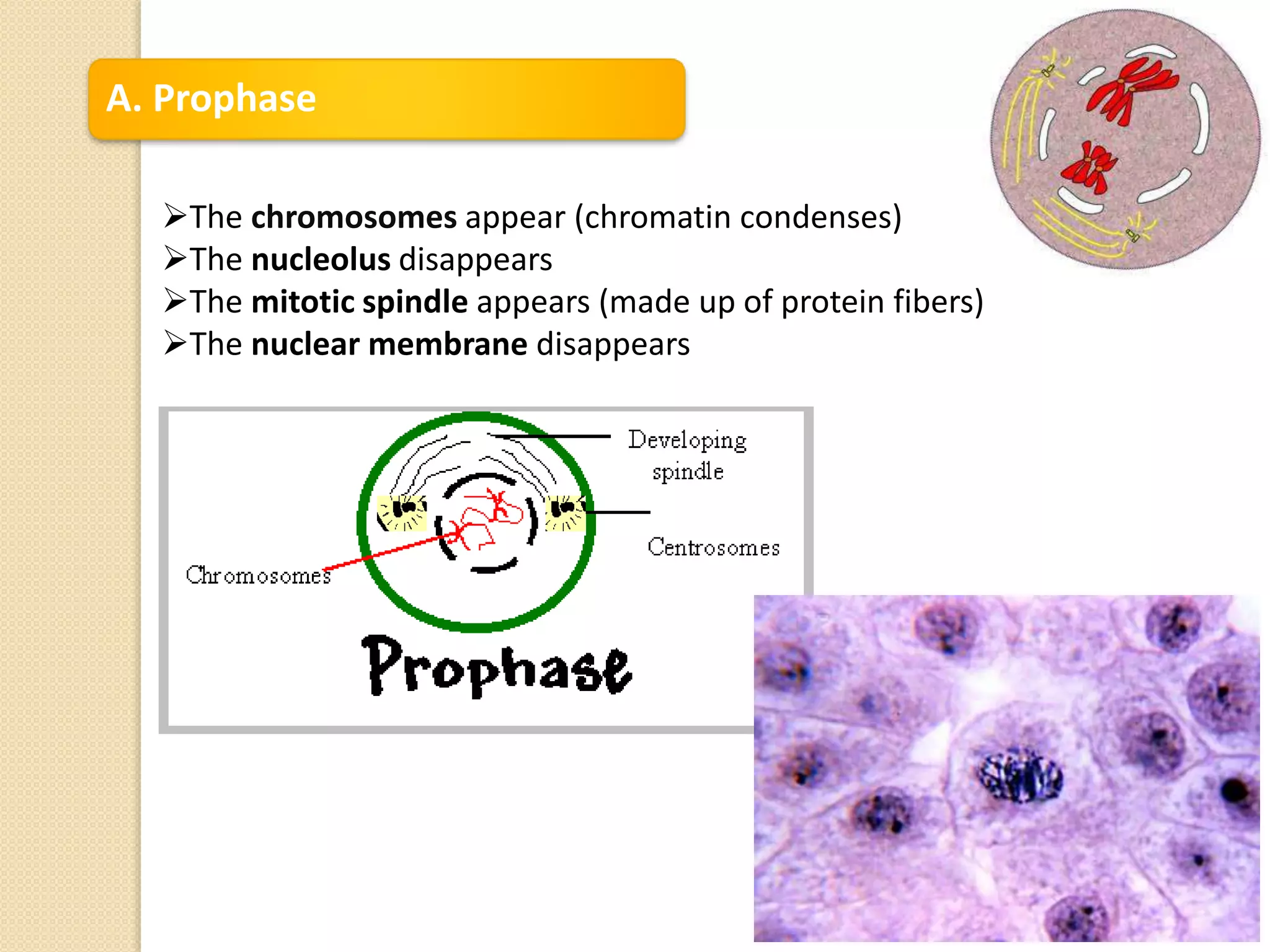A. Prophase
The chromosomes appear (chromatin condenses)
The nucleolus disappears
The mitotic spindle appears (made up of protein fibers)
The nuclear membrane disappears
 
