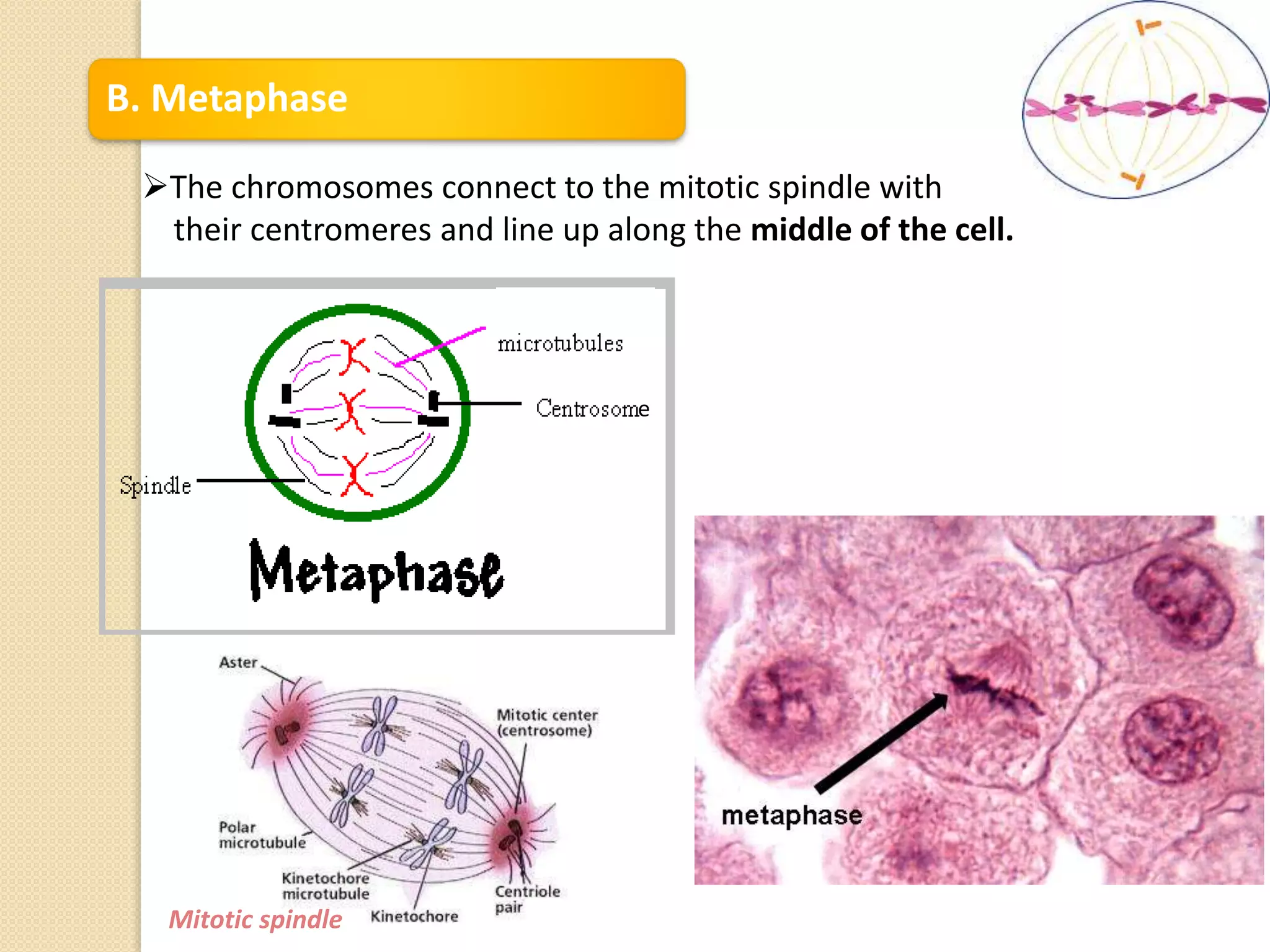B. Metaphase
The chromosomes connect to the mitotic spindle with
their centromeres and line up along the middle of the cell.
Mitotic spindle
e
 