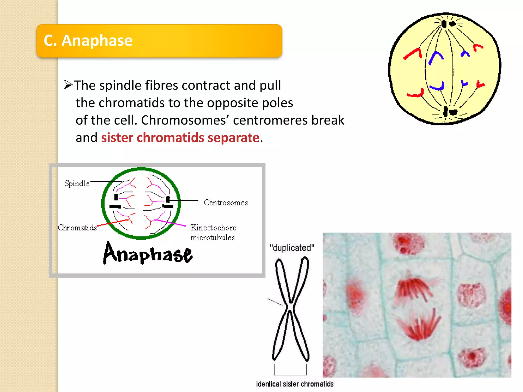 C. Anaphase
The spindle fibres contract and pull
the chromatids to the opposite poles
of the cell. Chromosomes’ centromeres break
and sister chromatids separate.
 
