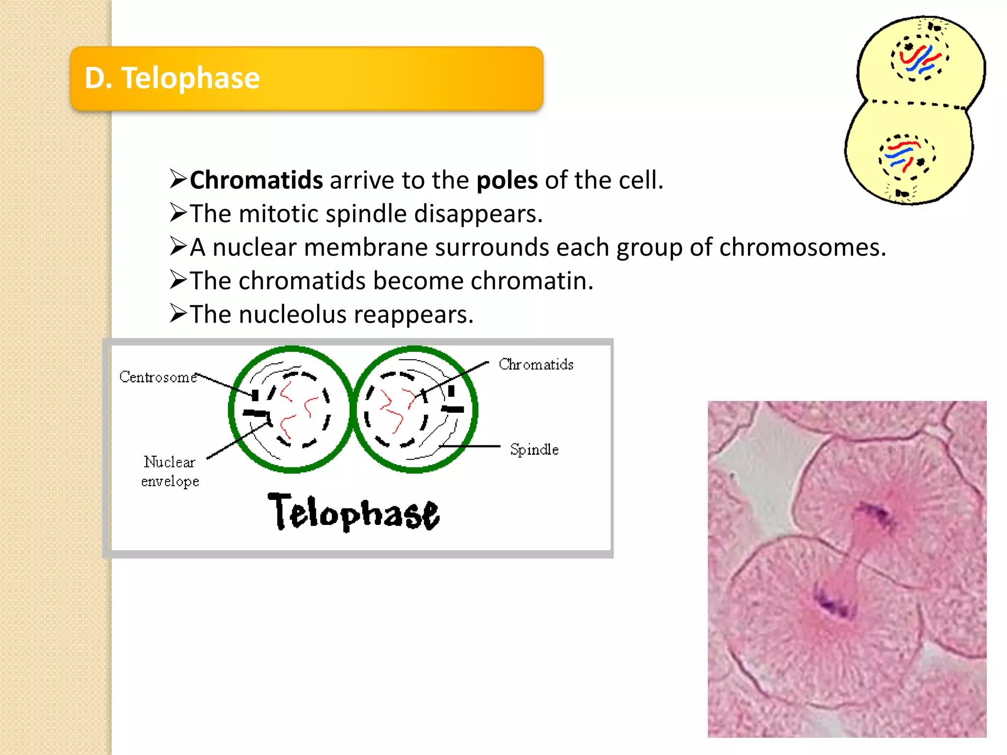 D. Telophase
Chromatids arrive to the poles of the cell.
The mitotic spindle disappears.
A nuclear membrane surrounds each group of chromosomes.
The chromatids become chromatin.
The nucleolus reappears.
 