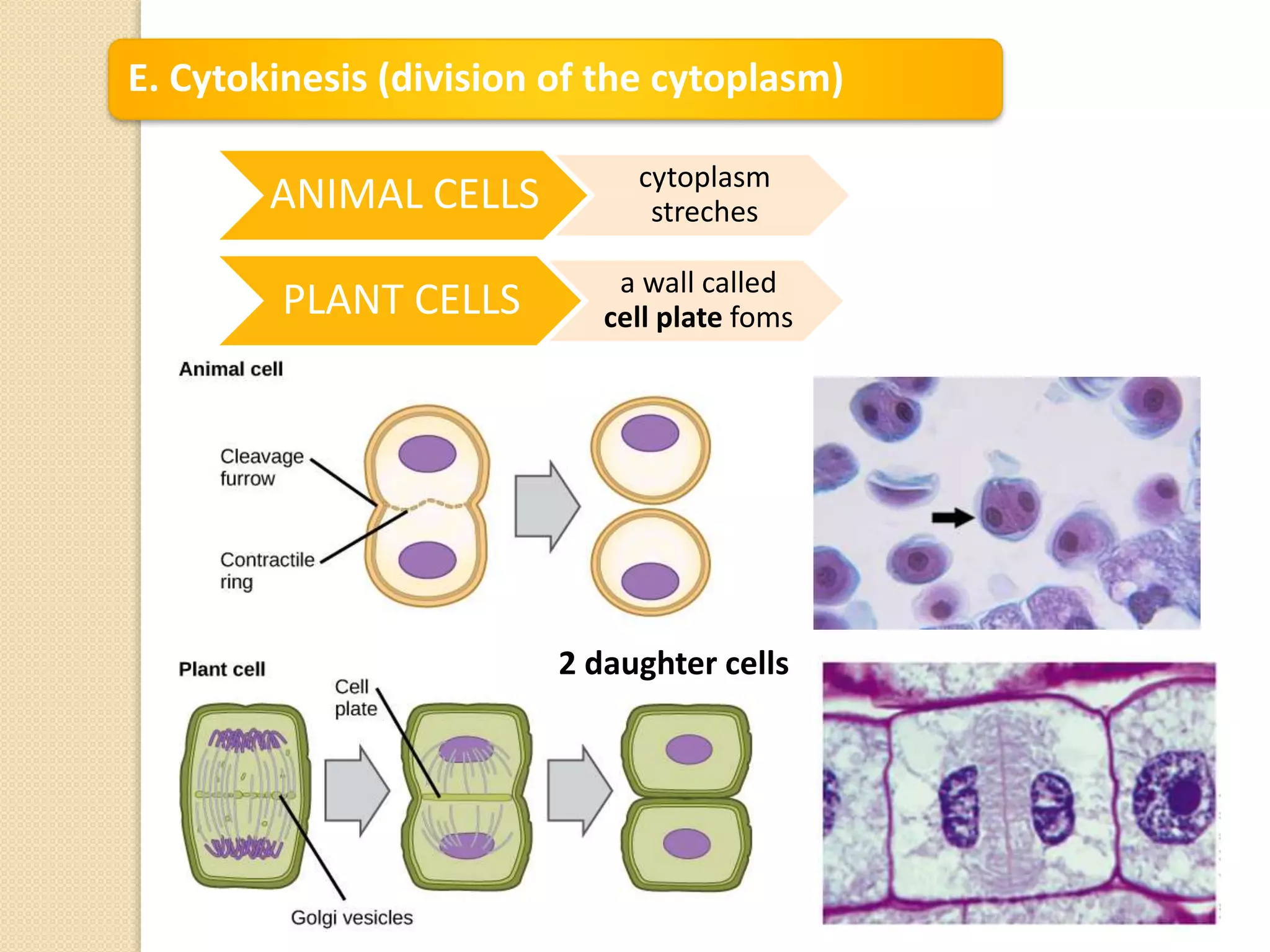 E. Cytokinesis (division of the cytoplasm)
ANIMAL CELLS cytoplasm
streches
PLANT CELLS a wall called
cell plate foms
2 daughter cells
 