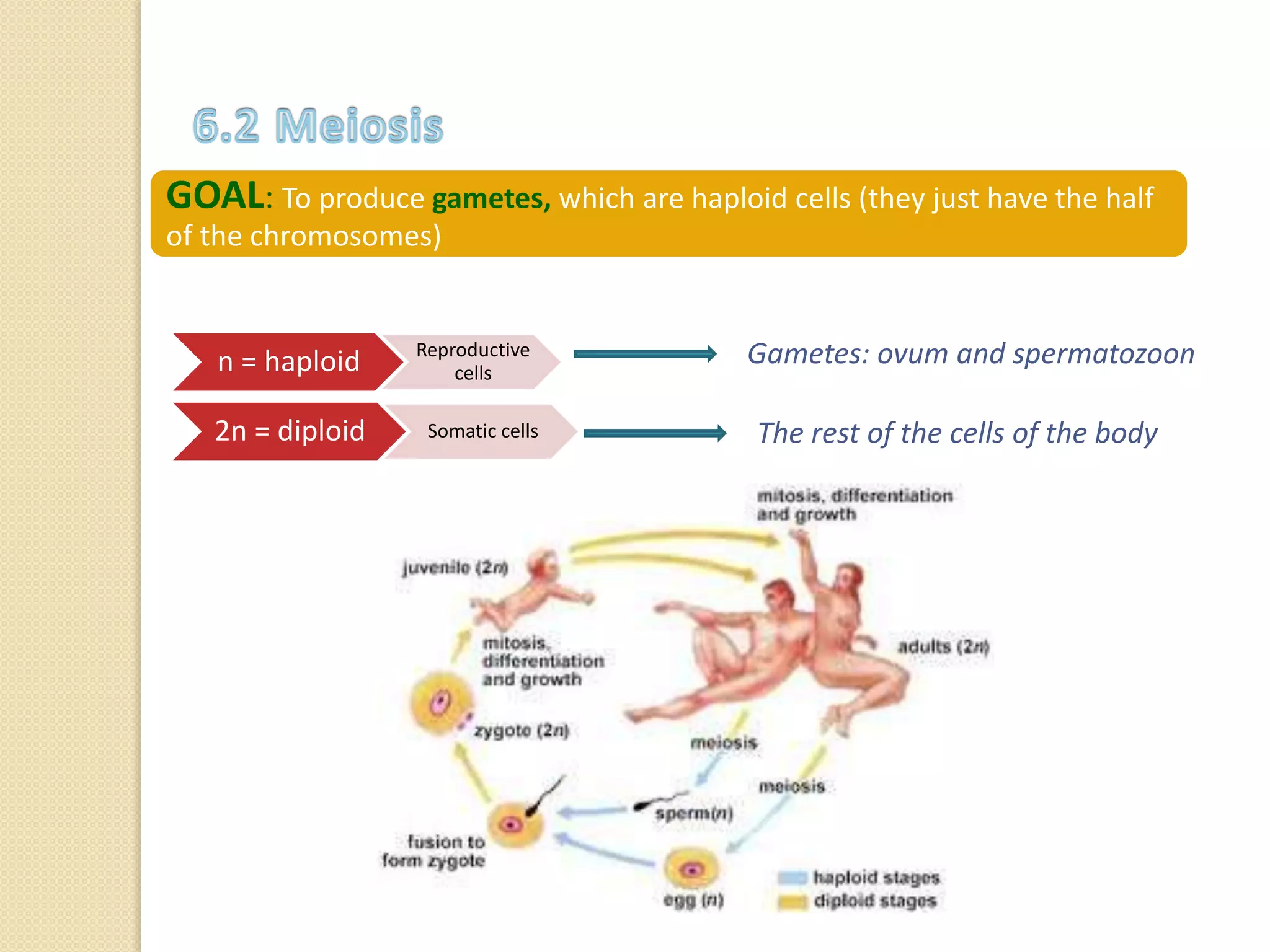 GOAL: To produce gametes, which are haploid cells (they just have the half
of the chromosomes)
n = haploid Reproductive
cells
2n = diploid Somatic cells
Gametes: ovum and spermatozoon
The rest of the cells of the body
 