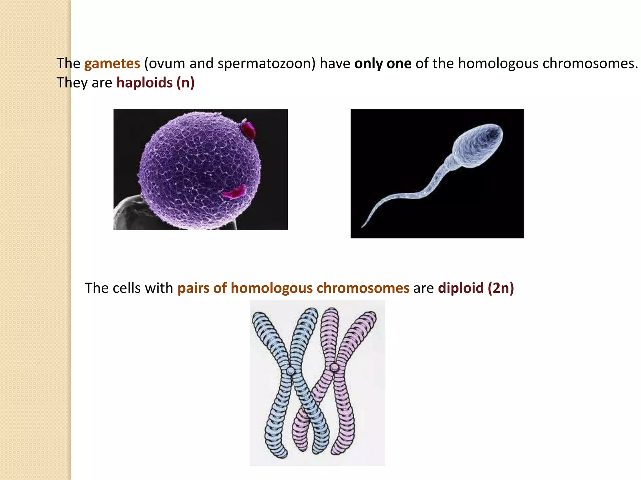 The gametes (ovum and spermatozoon) have only one of the homologous chromosomes.
They are haploids (n)
The cells with pairs of homologous chromosomes are diploid (2n)
 