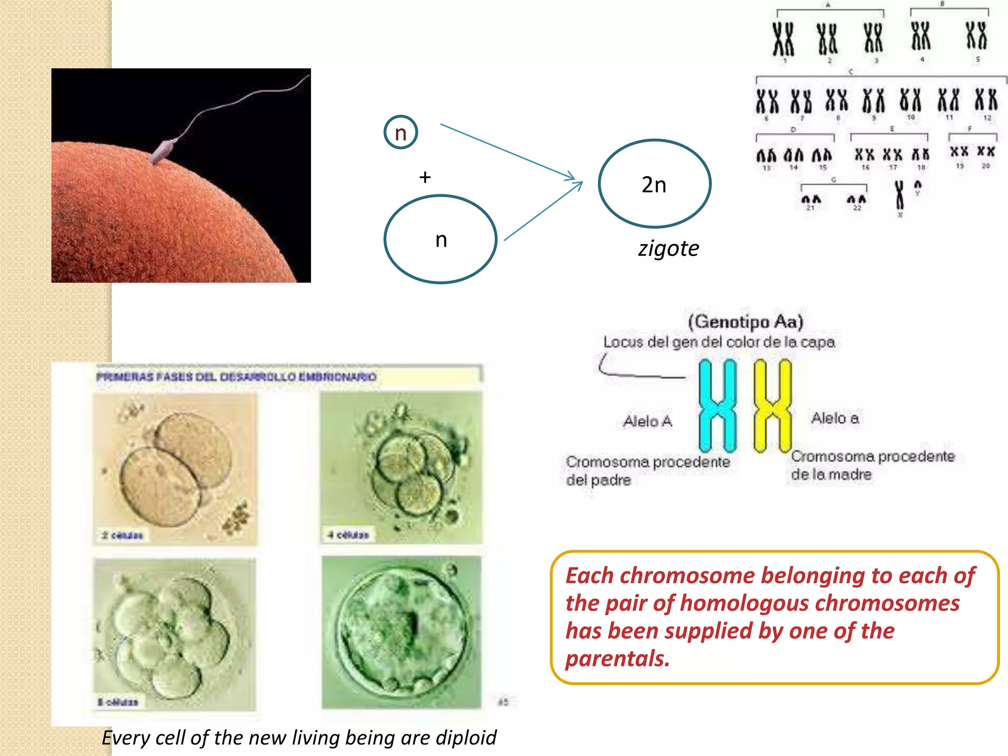 n
n
+ 2n
zigote
Each chromosome belonging to each of
the pair of homologous chromosomes
has been supplied by one of the
parentals.
Every cell of the new living being are diploid
 