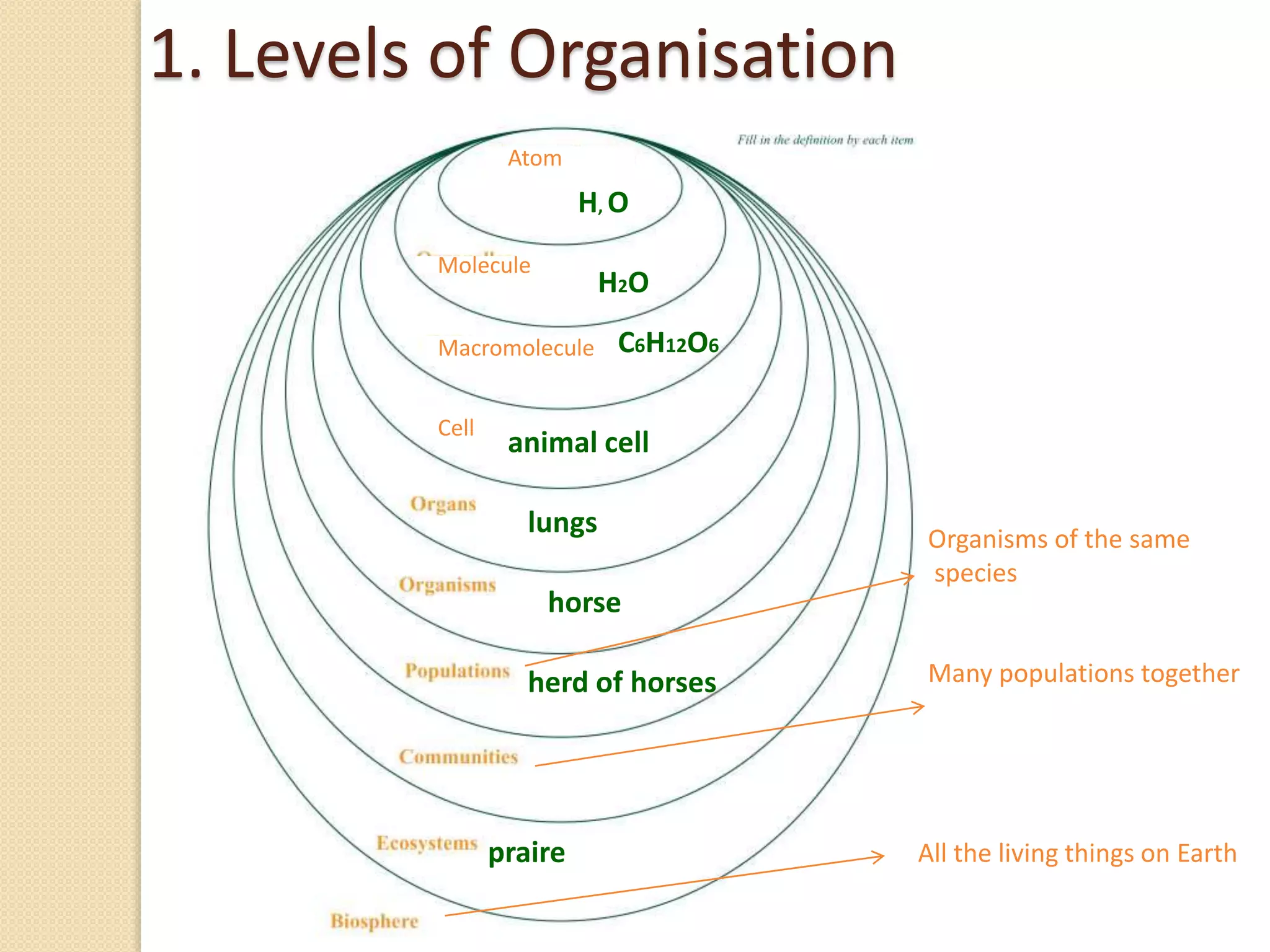 Atom
Molecule
Macromolecule
Cell
Organisms of the same
species
Many populations together
All the living things on Earth
H2O
H, O
C6H12O6
animal cell
lungs
horse
herd of horses
praire
1. Levels of Organisation
 