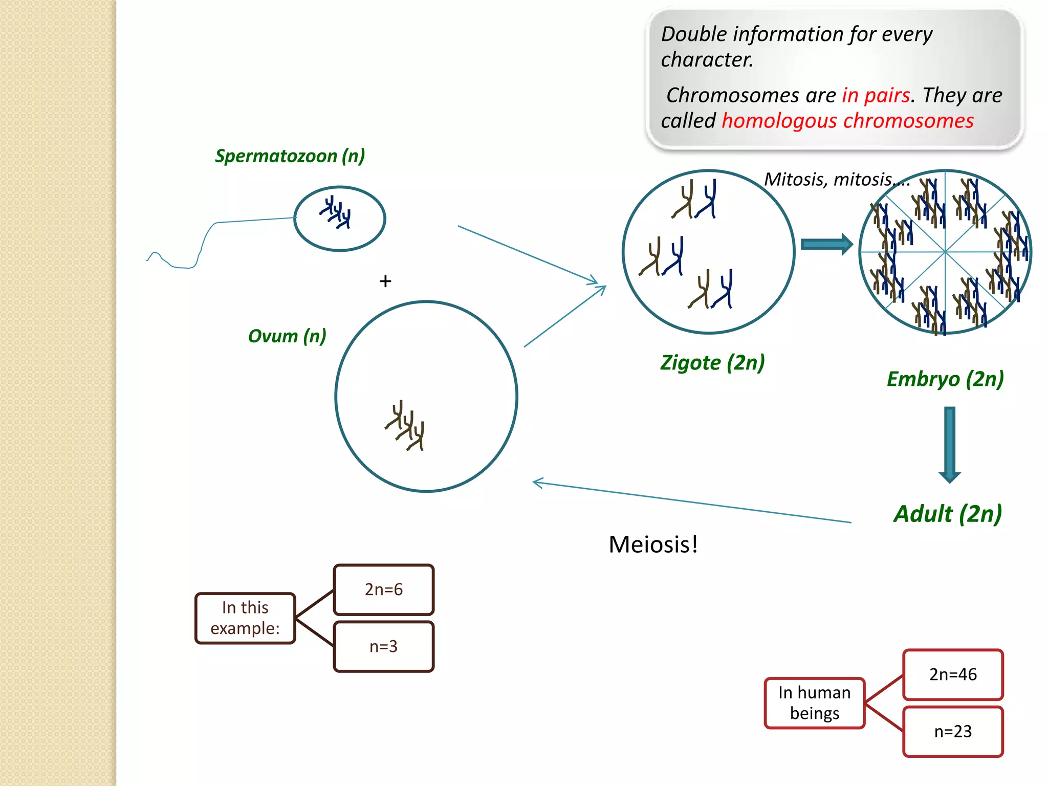 +
Zigote (2n)
Spermatozoon (n)
Ovum (n)
In this
example:
2n=6
n=3
In human
beings
2n=46
n=23
Mitosis, mitosis….
Embryo (2n)
Adult (2n)
Meiosis!
Double information for every
character.
Chromosomes are in pairs. They are
called homologous chromosomes
 