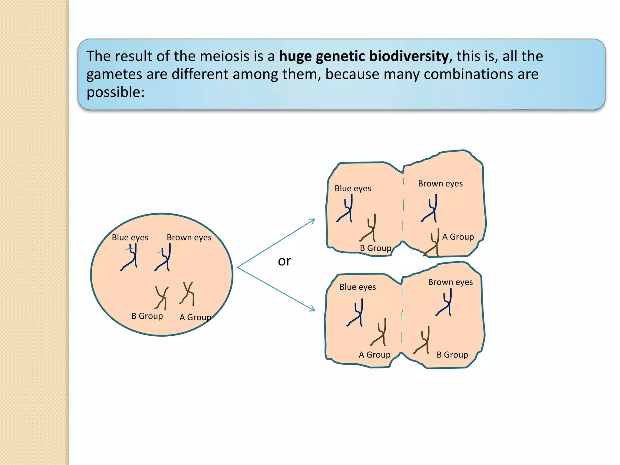Blue eyes Brown eyes
A GroupB Group
or
The result of the meiosis is a huge genetic biodiversity, this is, all the
gametes are different among them, because many combinations are
possible:
Blue eyes
Blue eyes
B Group
B Group
Brown eyes
Brown eyes
A Group
A Group
 