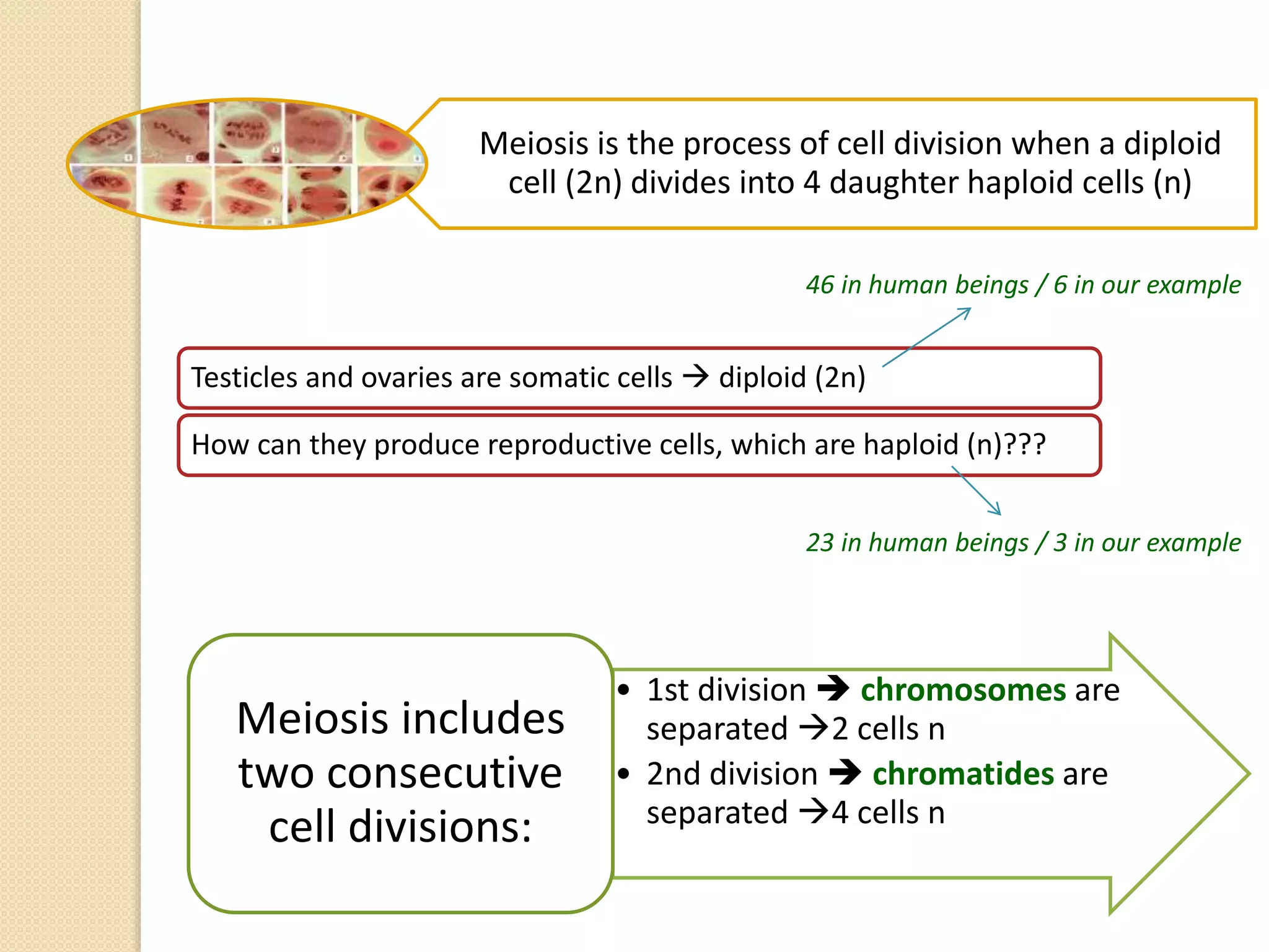 Meiosis is the process of cell division when a diploid
cell (2n) divides into 4 daughter haploid cells (n)
Testicles and ovaries are somatic cells  diploid (2n)
How can they produce reproductive cells, which are haploid (n)???
46 in human beings / 6 in our example
23 in human beings / 3 in our example
• 1st division  chromosomes are
separated 2 cells n
• 2nd division  chromatides are
separated 4 cells n
Meiosis includes
two consecutive
cell divisions:
 