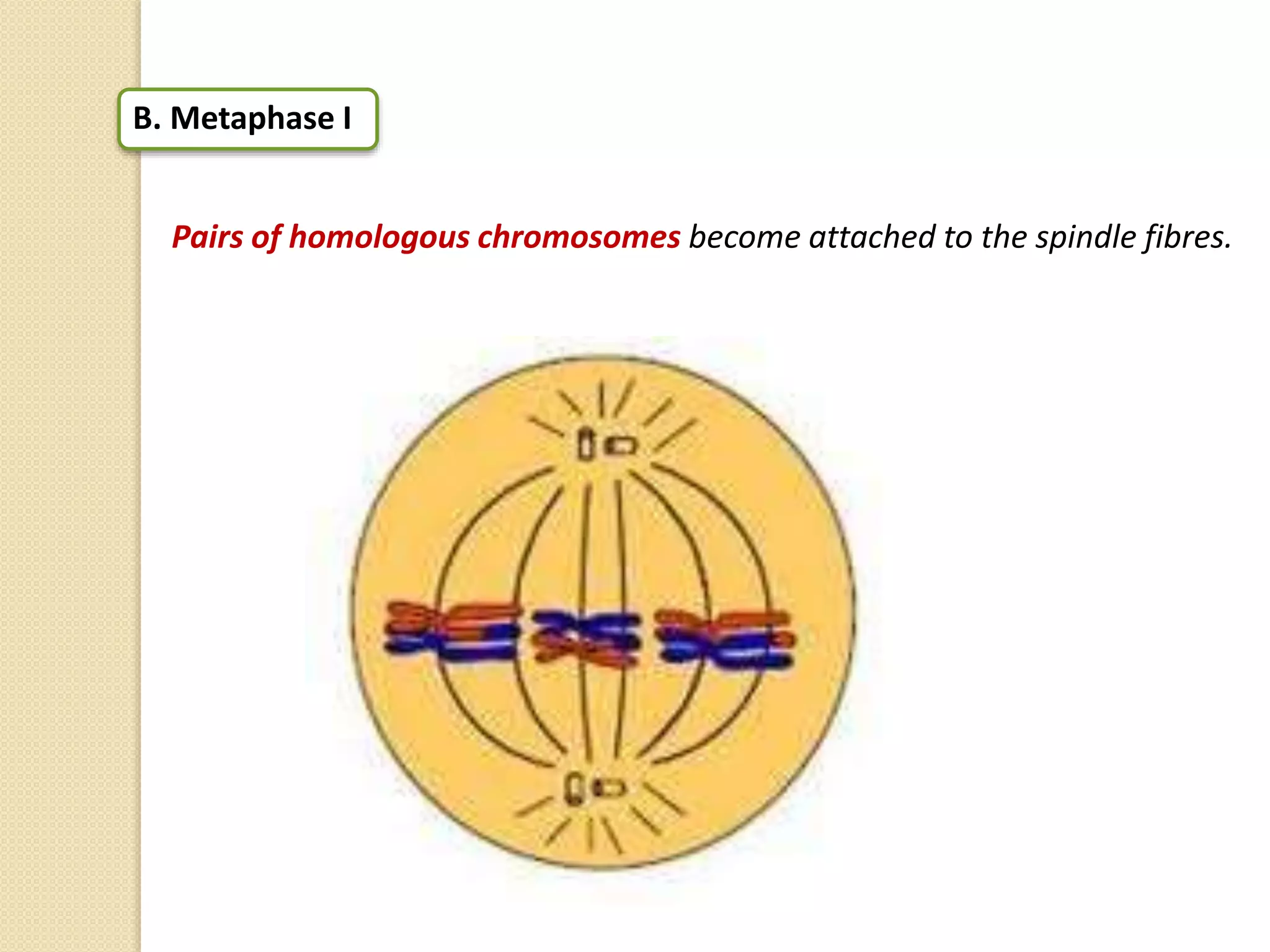 B. Metaphase I
Pairs of homologous chromosomes become attached to the spindle fibres.
 