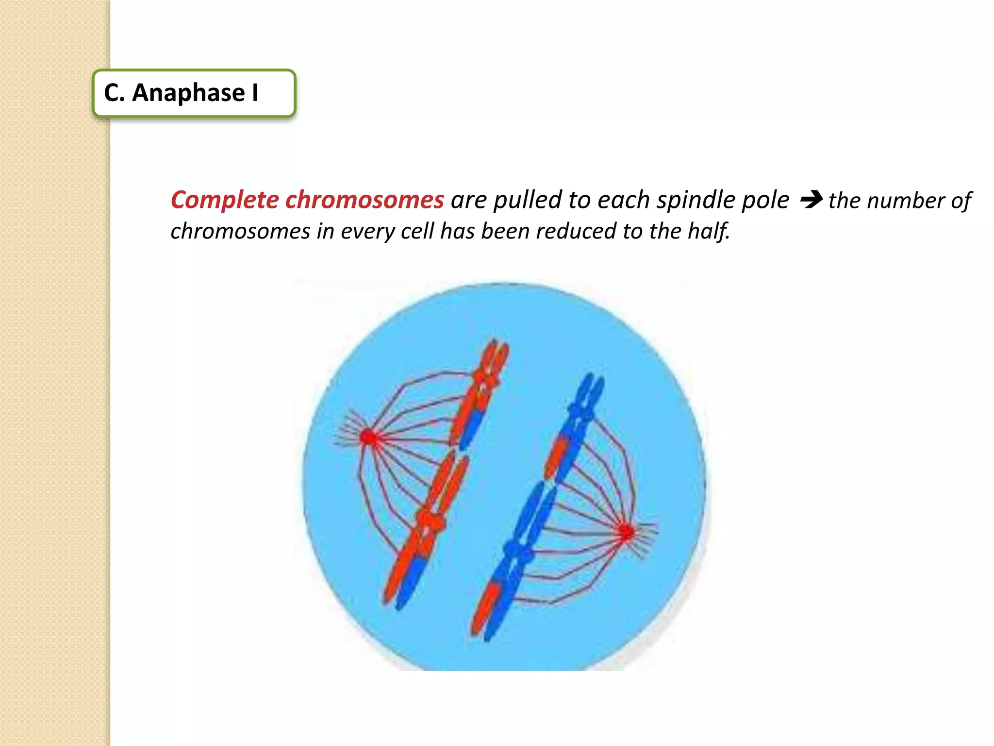 C. Anaphase I
Complete chromosomes are pulled to each spindle pole  the number of
chromosomes in every cell has been reduced to the half.
 