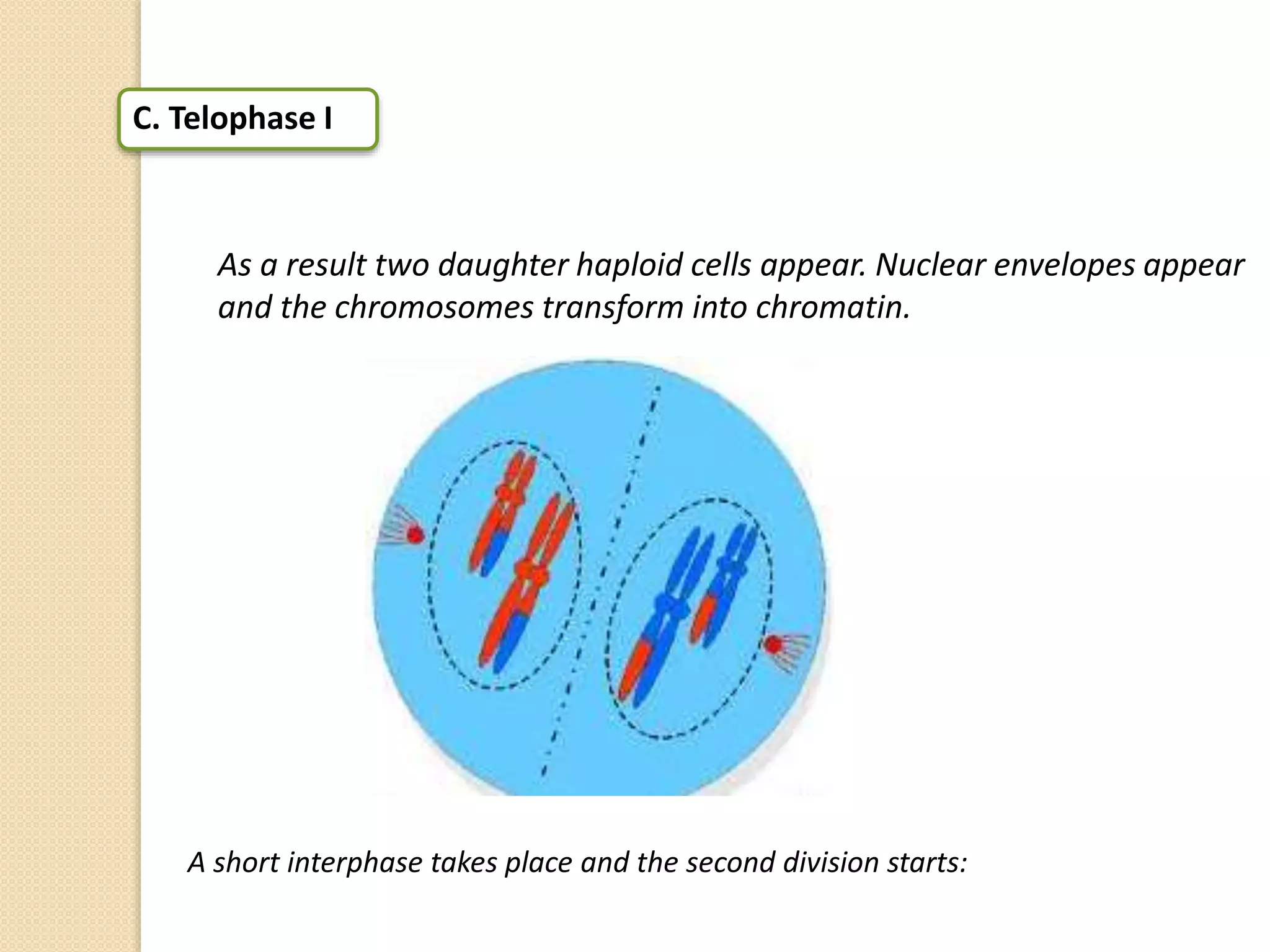 C. Telophase I
As a result two daughter haploid cells appear. Nuclear envelopes appear
and the chromosomes transform into chromatin.
A short interphase takes place and the second division starts:
 