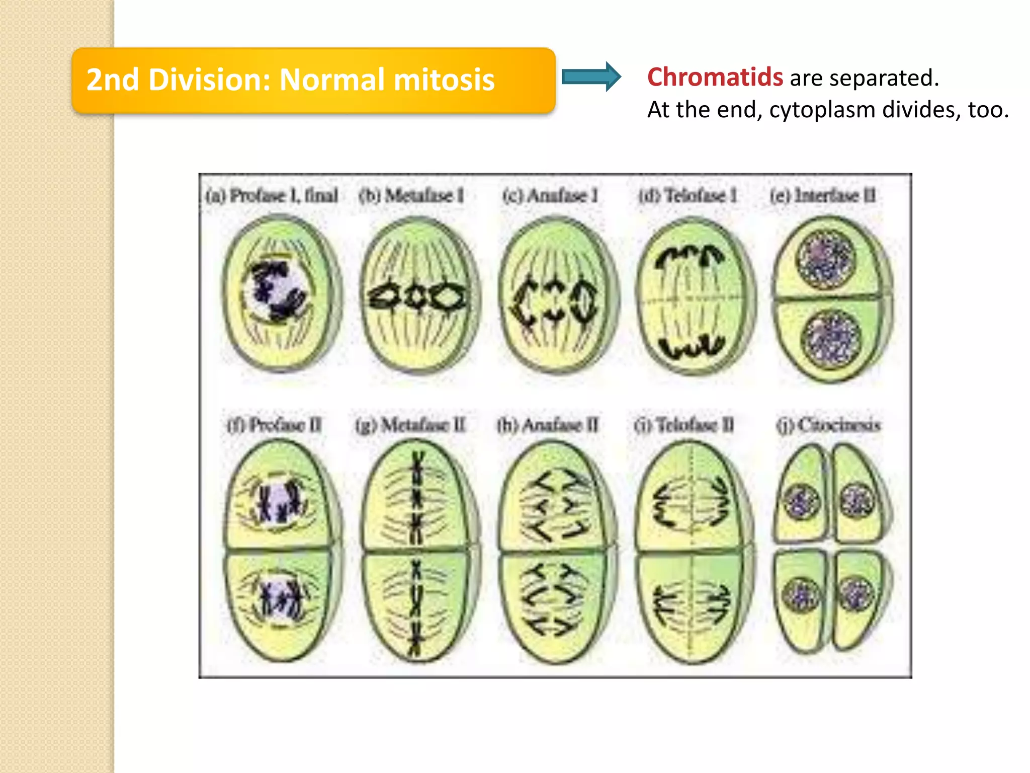2nd Division: Normal mitosis Chromatids are separated.
At the end, cytoplasm divides, too.
 