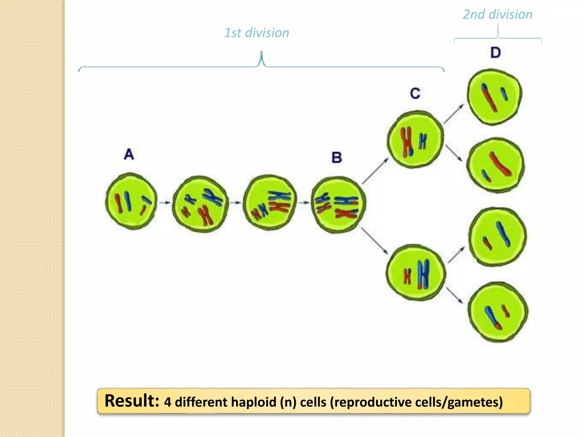 Result: 4 different haploid (n) cells (reproductive cells/gametes)
1st division
2nd division
 