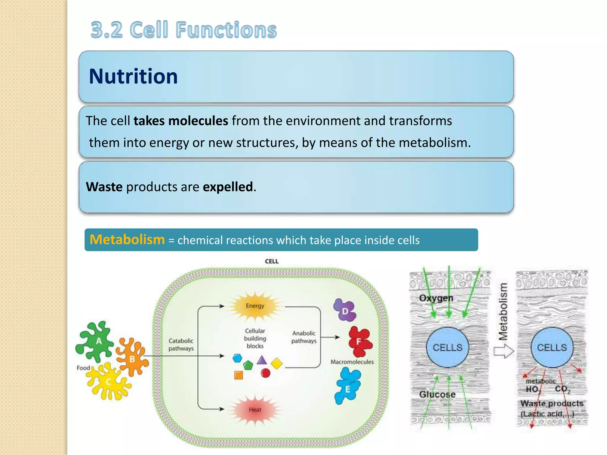 Nutrition
The cell takes molecules from the environment and transforms
them into energy or new structures, by means of the metabolism.
Waste products are expelled.
Metabolism = chemical reactions which take place inside cells
 