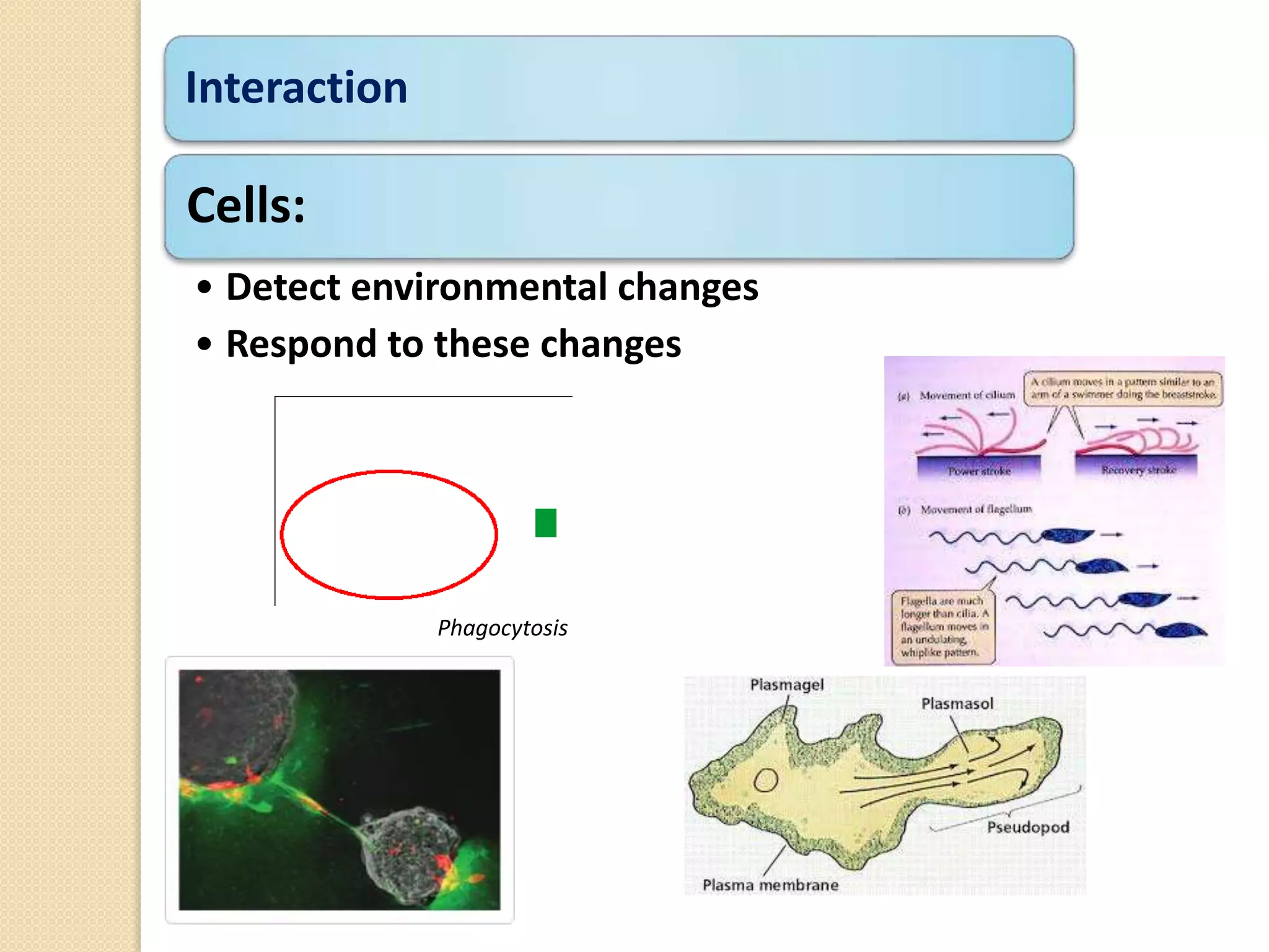 Interaction
Cells:
• Detect environmental changes
• Respond to these changes
Phagocytosis
 