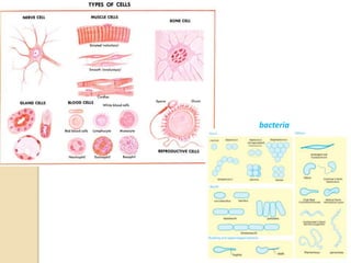 bacteria
 