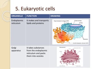 5. Eukaryotic cells
ORGANELLE FUNCTION DRAWING
Endoplasmic
reticulum
It makes and transports
lipids and proteins
Golgi
apparatus
It takes substances
from the endoplasmic
reticulum and packs
them into vesicles
 