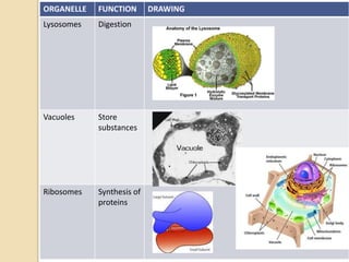 ORGANELLE FUNCTION DRAWING
Lysosomes Digestion
Vacuoles Store
substances
Ribosomes Synthesis of
proteins
 