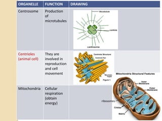 ORGANELLE FUNCTION DRAWING
Centrosome Production
of
microtubules
Centrioles
(animal cell)
They are
involved in
reproduction
and cell
movement
Mitochondria Cellular
respiration
(obtain
energy)
ribosomes
 
