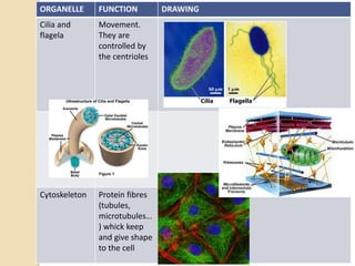 ORGANELLE FUNCTION DRAWING
Cilia and
flagela
Movement.
They are
controlled by
the centrioles
Cytoskeleton Protein fibres
(tubules,
microtubules…
) whick keep
and give shape
to the cell
 