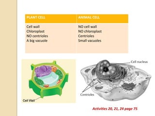 PLANT CELL ANIMAL CELL
Cell wall
Chloroplast
NO centrioles
A big vacuole
NO cell wall
NO chloroplast
Centrioles
Small vacuoles
Activities 20, 21, 24 page 75
 