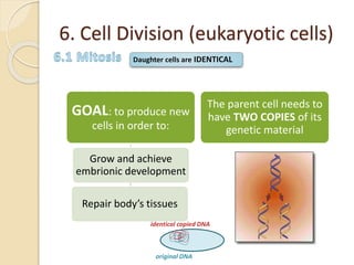 6. Cell Division (eukaryotic cells)
GOAL: to produce new
cells in order to:
Grow and achieve
embrionic development
Repair body’s tissues
The parent cell needs to
have TWO COPIES of its
genetic material
original DNA
identical copied DNA
Daughter cells are IDENTICAL
 