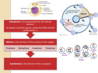 Cytokinesis is the division of the cytoplasm
Mitosis is the division of the nucleus in four stages:
Prophase Metaphase Anaphase Telophase
Interphase is the preparation for the cellular
division:
(it obtains nutrients, grows, copies the DNA and the
centrosomes…)
 