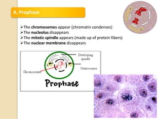 A. Prophase
The chromosomes appear (chromatin condenses)
The nucleolus disappears
The mitotic spindle appears (made up of protein fibers)
The nuclear membrane disappears
 