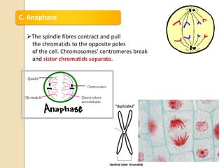 C. Anaphase
The spindle fibres contract and pull
the chromatids to the opposite poles
of the cell. Chromosomes’ centromeres break
and sister chromatids separate.
 