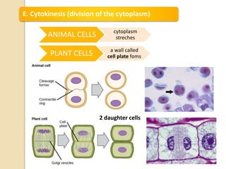 E. Cytokinesis (division of the cytoplasm)
ANIMAL CELLS cytoplasm
streches
PLANT CELLS a wall called
cell plate foms
2 daughter cells
 