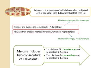 Meiosis is the process of cell division when a diploid
cell (2n) divides into 4 daughter haploid cells (n)
Testicles and ovaries are somatic cells  diploid (2n)
How can they produce reproductive cells, which are haploid (n)???
46 in human beings / 6 in our example
23 in human beings / 3 in our example
• 1st division  chromosomes are
separated 2 cells n
• 2nd division  chromatides are
separated 4 cells n
Meiosis includes
two consecutive
cell divisions:
 