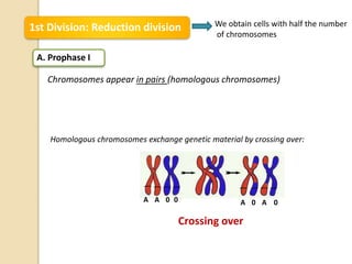 1st Division: Reduction division We obtain cells with half the number
of chromosomes
A. Prophase I
Chromosomes appear in pairs (homologous chromosomes)
A A 0 0 A A0 0
Crossing over
Homologous chromosomes exchange genetic material by crossing over:
 