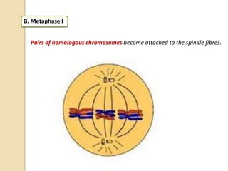 B. Metaphase I
Pairs of homologous chromosomes become attached to the spindle fibres.
 