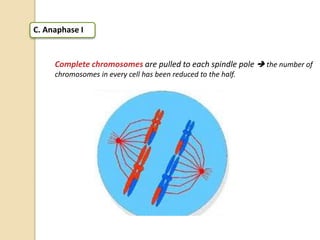 C. Anaphase I
Complete chromosomes are pulled to each spindle pole  the number of
chromosomes in every cell has been reduced to the half.
 