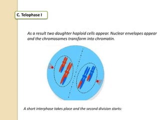 C. Telophase I
As a result two daughter haploid cells appear. Nuclear envelopes appear
and the chromosomes transform into chromatin.
A short interphase takes place and the second division starts:
 