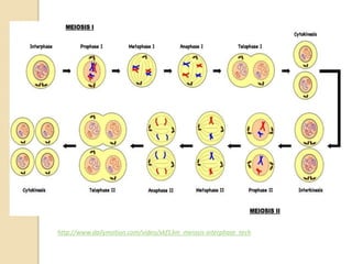 http://www.dailymotion.com/video/xkf13m_meiosis-interphase_tech
 