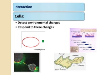 Interaction
Cells:
• Detect environmental changes
• Respond to these changes
Phagocytosis
 