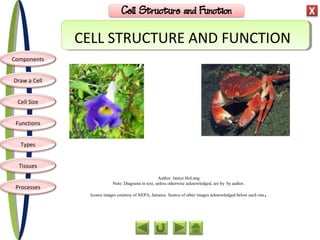 Components
Draw a Cell
Functions
Types
Tissues
Processes
Cell Size
CELL STRUCTURE AND FUNCTION
Author: Janice HoLung
Note: Diagrams in text, unless otherwise acknowledged, are by by author.
Iconos images courtesy of NEPA, Jamaica. Source of other images acknowledged below each one.
 