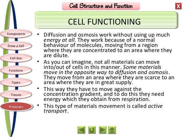 biology m1 cell structure