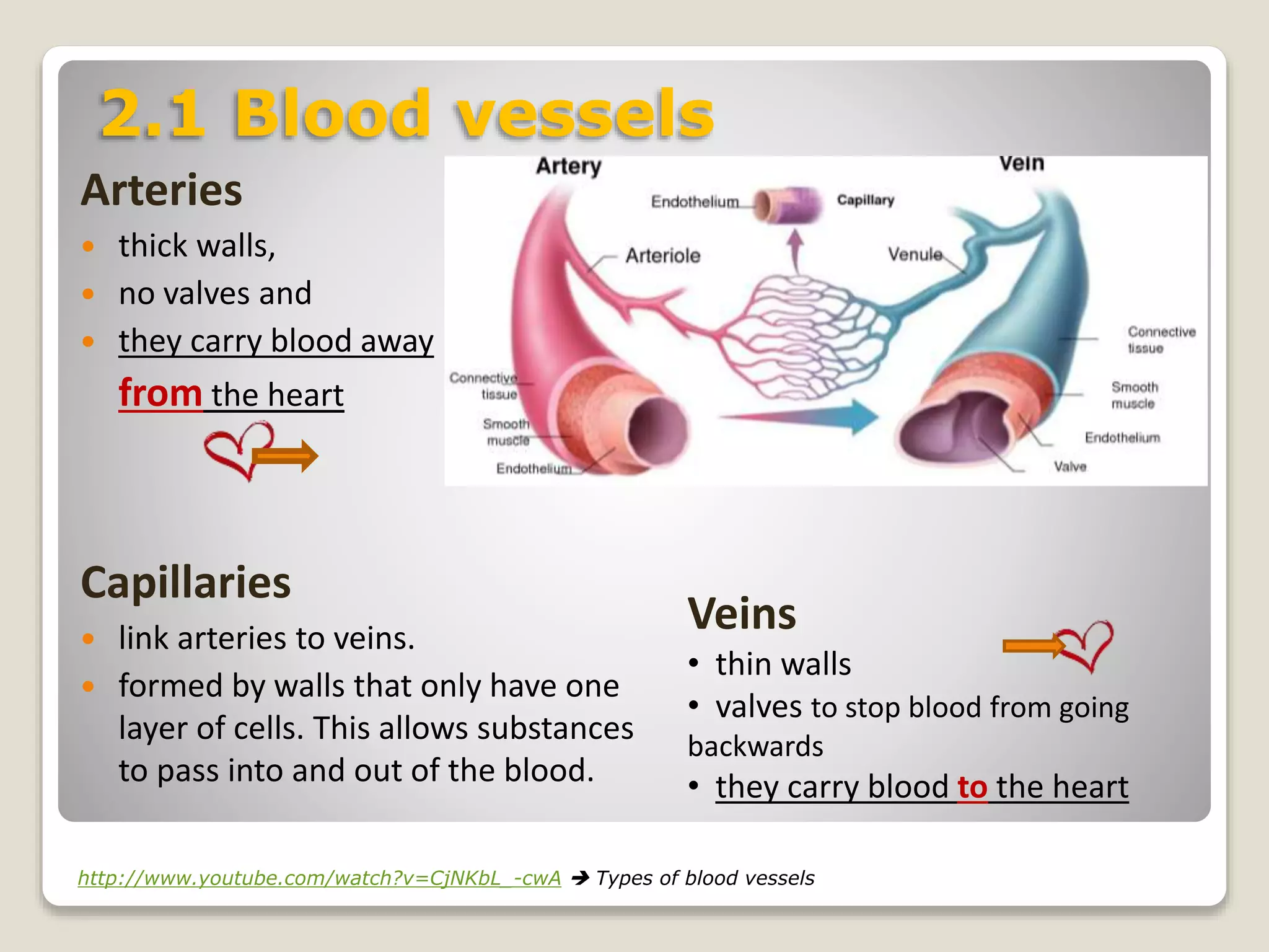 Arteries
 thick walls,
 no valves and
 they carry blood away
from the heart
Capillaries
 link arteries to veins.
 formed by walls that only have one
layer of cells. This allows substances
to pass into and out of the blood.
Veins
• thin walls
• valves to stop blood from going
backwards
• they carry blood to the heart
http://www.youtube.com/watch?v=CjNKbL_-cwA  Types of blood vessels
2.1 Blood vessels
 