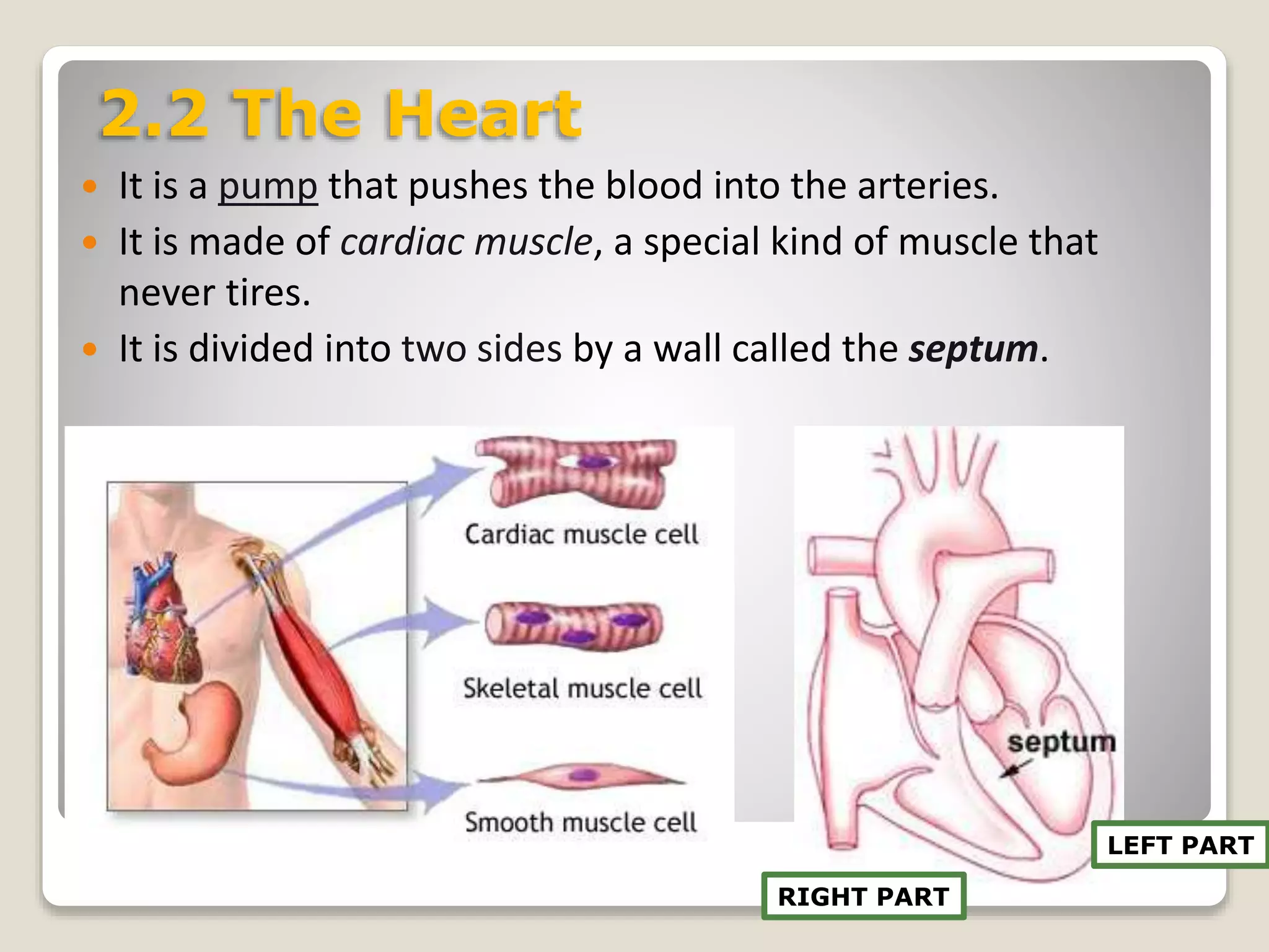  It is a pump that pushes the blood into the arteries.
 It is made of cardiac muscle, a special kind of muscle that
never tires.
 It is divided into two sides by a wall called the septum.
RIGHT PART
LEFT PART
2.2 The Heart
 