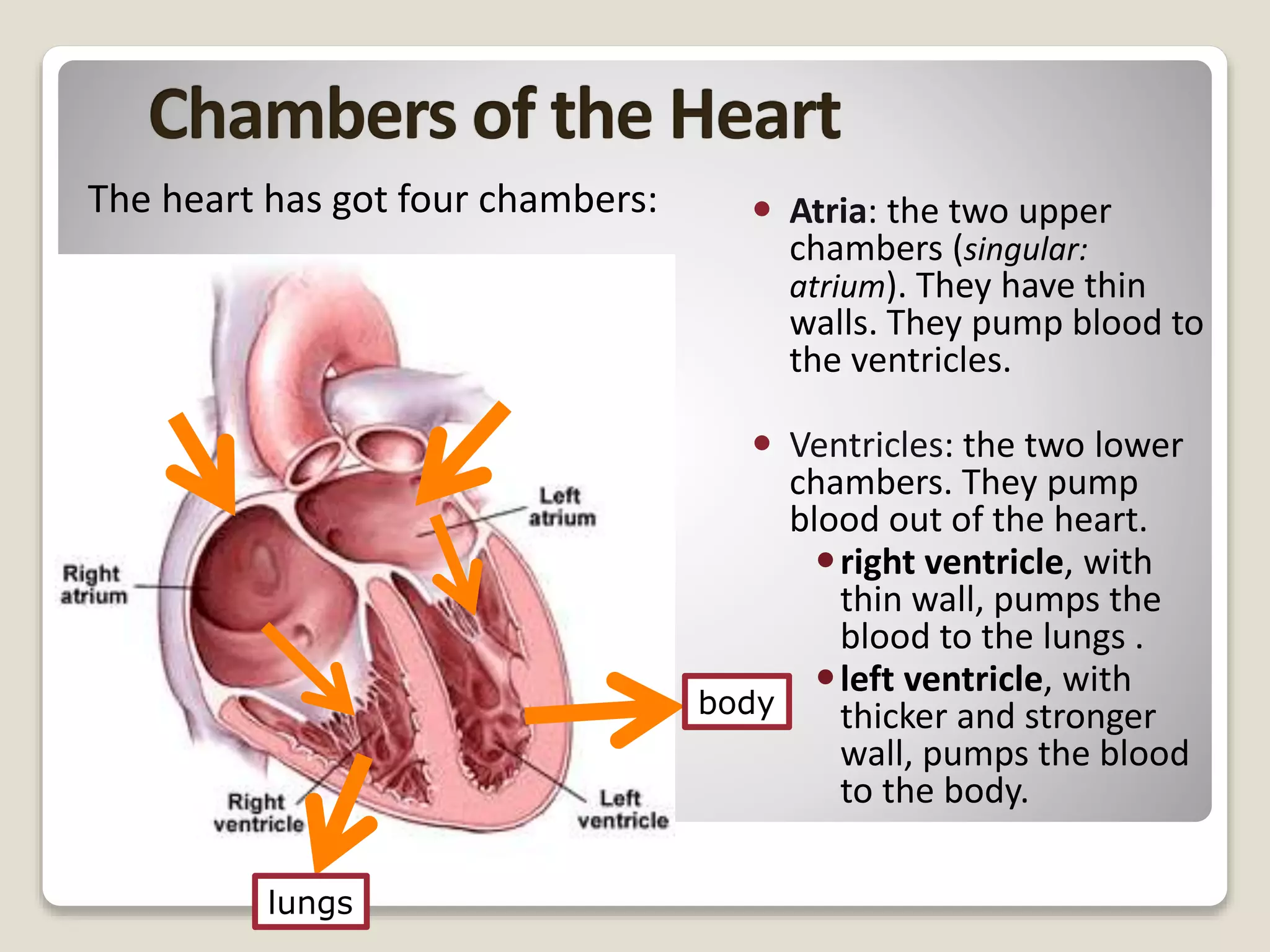  Atria: the two upper
chambers (singular:
atrium). They have thin
walls. They pump blood to
the ventricles.
 Ventricles: the two lower
chambers. They pump
blood out of the heart.
right ventricle, with
thin wall, pumps the
blood to the lungs .
left ventricle, with
thicker and stronger
wall, pumps the blood
to the body.
The heart has got four chambers:
lungs
body
 